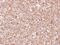 Tyrosine 3-Monooxygenase/Tryptophan 5-Monooxygenase Activation Protein Epsilon antibody, PA5-29773, Invitrogen Antibodies, Immunohistochemistry paraffin image 