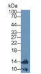 Lymphotoxin Alpha antibody, MBS2026647, MyBioSource, Western Blot image 