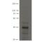 SLC9A3 Regulator 2 antibody, MBS375093, MyBioSource, Western Blot image 