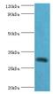 CLEC12A antibody, LS-C377776, Lifespan Biosciences, Western Blot image 