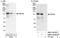 Phosphodiesterase 3B antibody, NBP1-46184, Novus Biologicals, Western Blot image 