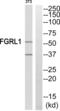 Fibroblast Growth Factor Receptor Like 1 antibody, abx015082, Abbexa, Western Blot image 