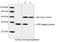 CBP-Tag antibody, LS-C51507, Lifespan Biosciences, Western Blot image 