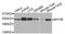 Myosin Heavy Chain 9 antibody, STJ24664, St John