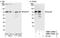 Clathrin Interactor 1 antibody, NBP1-05991, Novus Biologicals, Western Blot image 