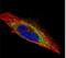 Actin Like 8 antibody, PA5-21788, Invitrogen Antibodies, Immunofluorescence image 