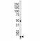 p21 antibody, F48424-0.4ML, NSJ Bioreagents, Western Blot image 