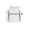 Ribosomal Protein S6 Kinase A3 antibody, VMA00459, Bio-Rad (formerly AbD Serotec) , Western Blot image 