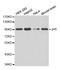 Nibrin antibody, abx000860, Abbexa, Western Blot image 