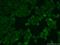 Transmembrane Protein 120A antibody, 17455-1-AP, Proteintech Group, Immunofluorescence image 