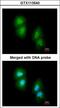 Regulator Of G Protein Signaling 13 antibody, LS-C186313, Lifespan Biosciences, Immunocytochemistry image 