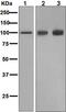 Glutamate Ionotropic Receptor AMPA Type Subunit 1 antibody, ab109450, Abcam, Western Blot image 