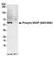 WAS antibody, A300-205A, Bethyl Labs, Western Blot image 