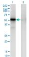 MAPK Activated Protein Kinase 5 antibody, H00008550-M02, Novus Biologicals, Western Blot image 