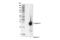 Caspase 14 antibody, 36809S, Cell Signaling Technology, Western Blot image 