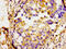 SRY-Box 11 antibody, CSB-PA022419LA01HU, Cusabio, Immunohistochemistry frozen image 