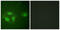 Histone Deacetylase 6 antibody, LS-C199044, Lifespan Biosciences, Immunofluorescence image 