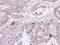 Semaphorin-4A antibody, GTX109538, GeneTex, Immunohistochemistry paraffin image 