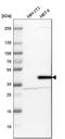 Serpin Family B Member 5 antibody, HPA019132, Atlas Antibodies, Western Blot image 