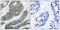 Docking protein 1 antibody, A03039, Boster Biological Technology, Immunohistochemistry paraffin image 