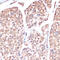 Protein Arginine Methyltransferase 7 antibody, 16-877, ProSci, Immunohistochemistry frozen image 