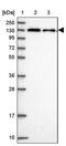 Calcium Homeostasis Endoplasmic Reticulum Protein antibody, PA5-62228, Invitrogen Antibodies, Western Blot image 