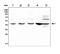 CCAAT Enhancer Binding Protein Beta antibody, PB9171, Boster Biological Technology, Western Blot image 