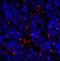 Hepatitis A Virus Cellular Receptor 2 antibody, A00657, Boster Biological Technology, Immunofluorescence image 
