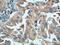 CD101 Molecule antibody, 66333-1-Ig, Proteintech Group, Immunohistochemistry frozen image 