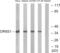 Olfactory Receptor Family 6 Subfamily S Member 1 antibody, abx015450, Abbexa, Western Blot image 