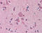 Necdin, MAGE Family Member antibody, 51-965, ProSci, Immunohistochemistry frozen image 