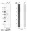 Filamin Binding LIM Protein 1 antibody, HPA025287, Atlas Antibodies, Western Blot image 