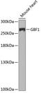 Golgi Brefeldin A Resistant Guanine Nucleotide Exchange Factor 1 antibody, GTX64594, GeneTex, Western Blot image 