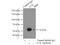 LCK Proto-Oncogene, Src Family Tyrosine Kinase antibody, 12477-1-AP, Proteintech Group, Immunoprecipitation image 