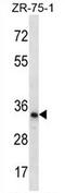 TLC Domain Containing 2 antibody, AP54265PU-N, Origene, Western Blot image 