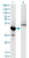 NFKB Inhibitor Alpha antibody, LS-C197775, Lifespan Biosciences, Western Blot image 