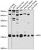 ADP Ribosylation Factor 5 antibody, 19-142, ProSci, Western Blot image 