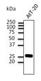 Ras-related protein Rab-3 antibody, LS-B9785, Lifespan Biosciences, Western Blot image 