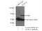 Kelch Like Family Member 21 antibody, 16952-1-AP, Proteintech Group, Immunoprecipitation image 