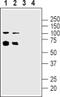 Cholinergic Receptor Nicotinic Alpha 5 Subunit antibody, PA5-77503, Invitrogen Antibodies, Western Blot image 
