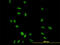 Cyclin H antibody, LS-B6020, Lifespan Biosciences, Immunofluorescence image 