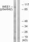 Wee1-like protein kinase antibody, abx012516, Abbexa, Western Blot image 