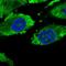 PTTG1 Regulator Of Sister Chromatid Separation, Securin antibody, NBP2-46709, Novus Biologicals, Immunofluorescence image 