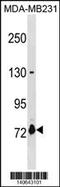 Asparagine Synthetase Domain Containing 1 antibody, 60-571, ProSci, Western Blot image 