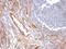 Platelet And Endothelial Cell Adhesion Molecule 1 antibody, GTX34493, GeneTex, Immunohistochemistry paraffin image 