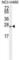 Eukaryotic Translation Initiation Factor 4E Family Member 2 antibody, abx025266, Abbexa, Western Blot image 