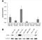 Anterior Gradient 2, Protein Disulphide Isomerase Family Member antibody, NBP2-27393, Novus Biologicals, Western Blot image 