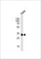 Ribosomal Protein S6 antibody, LS-C162745, Lifespan Biosciences, Western Blot image 