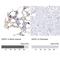 GATA Binding Protein 1 antibody, NBP1-84792, Novus Biologicals, Immunohistochemistry paraffin image 