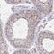 Interleukin-1 family member 7 antibody, PA5-62954, Invitrogen Antibodies, Immunohistochemistry frozen image 